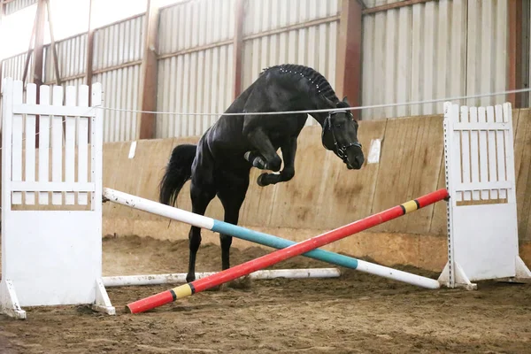 Foto de Cavalo Pulando Obstáculos e mais fotos de stock de