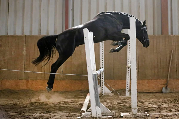Beautiful young purebred horse jump over barrier. Free jumping in the riding hall. Young beautiful sport horse free jumps over a hurdle indoor