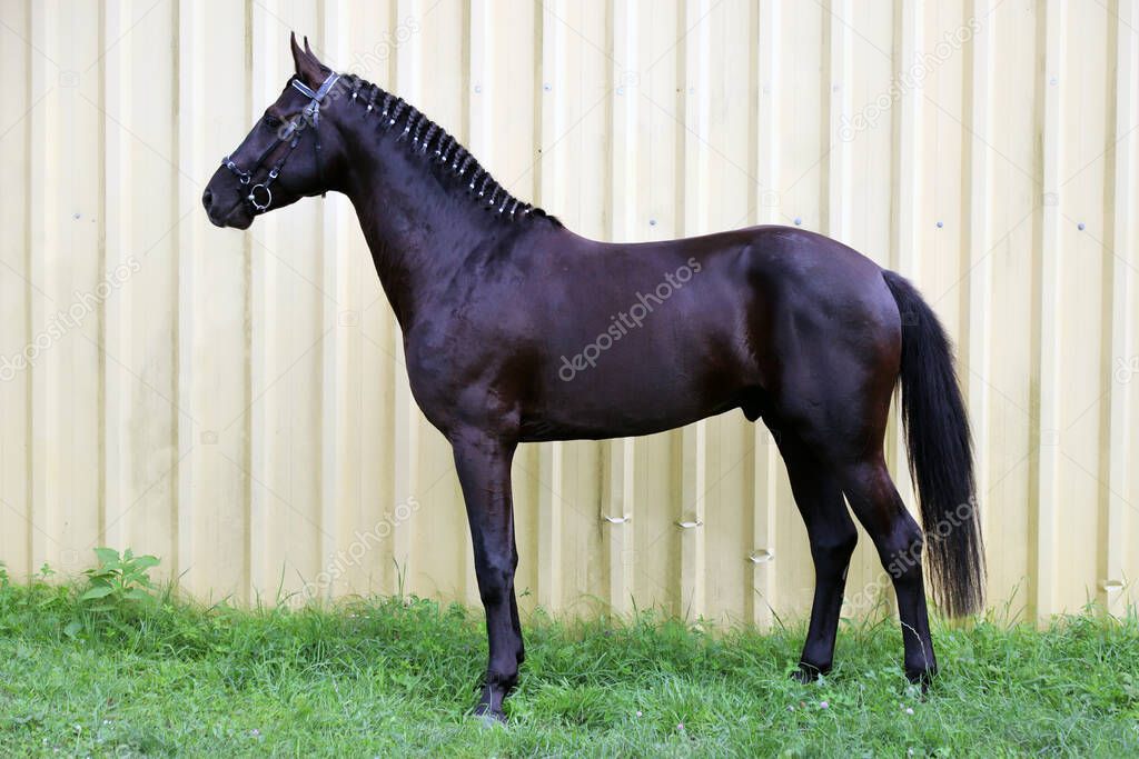 Young black saddle horse standing up on a horse auction for sale