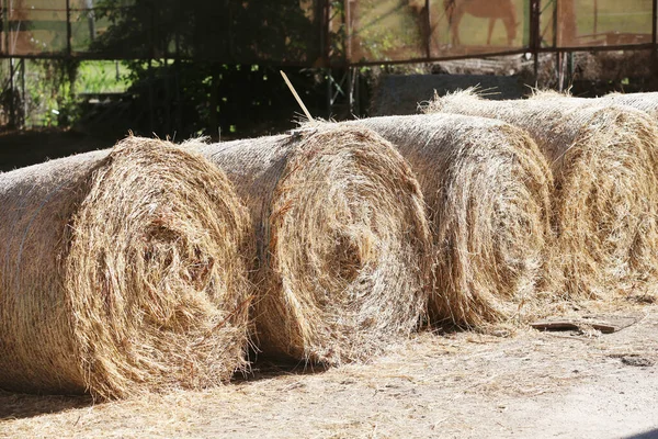 Vue Une Ferme Animale Rurale Avec Balles Foin Après Récolte — Photo