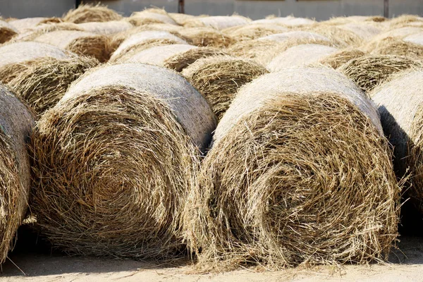 Vue Une Ferme Animale Rurale Avec Balles Foin Après Récolte — Photo