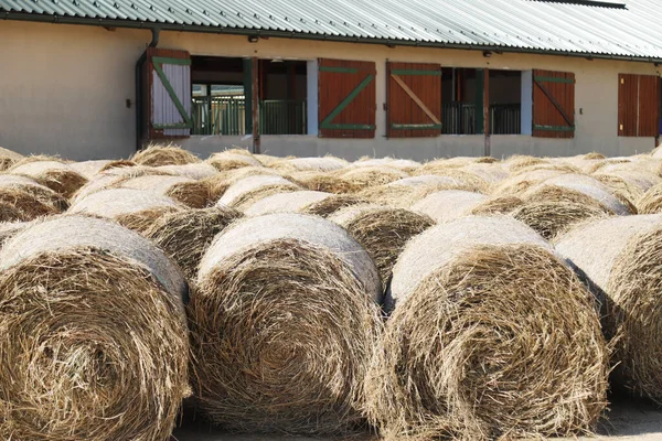 View of a rural animal farm with hay bales after harvest. Hay roll bales on countryside.  End of summertime. Hay texture. Hay bales are stacked in large stacks on an unknown riding centre