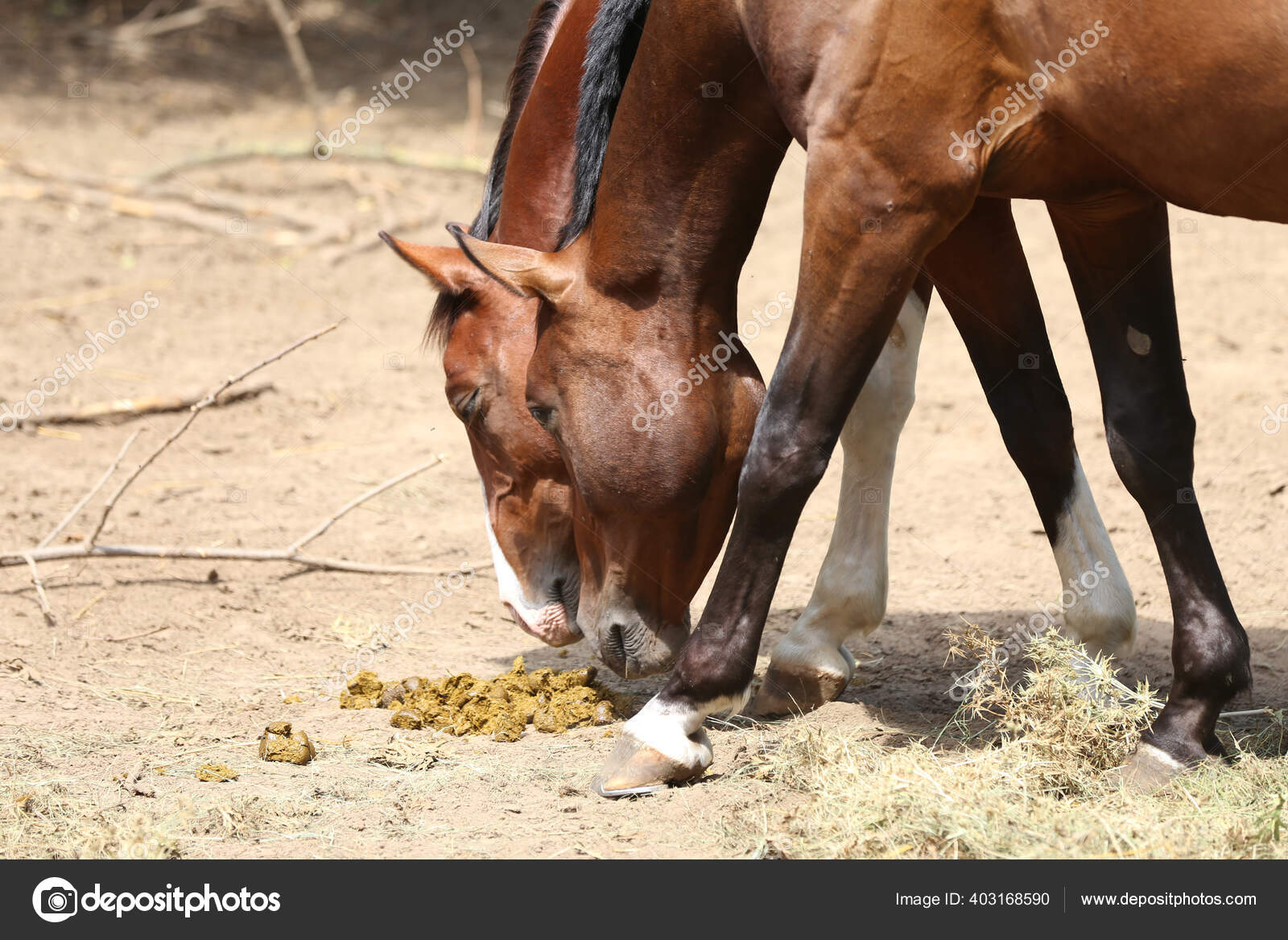 Do Horses Eat Dog Poop Bags