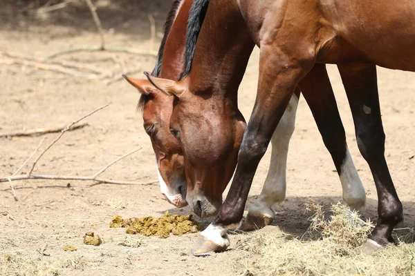 Horse Feces Farm Domestic Animal Feces Ground Outdoors Saddle Horses — Stock Photo, Image