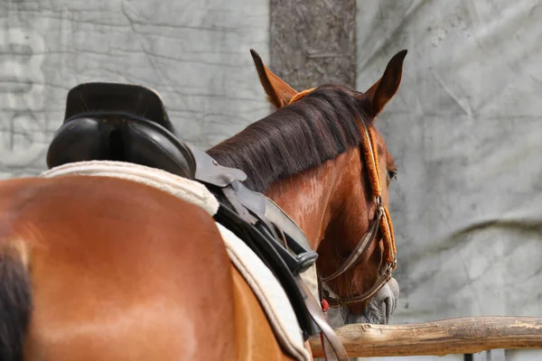 Pelana Dengan Stirrups Punggung Kuda Dekat Dari Kuda Olahraga Pakaian — Stok Foto