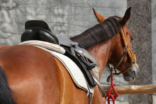 Bir Atın Sırtında Üzengiyle Eyer Spor Bir Ata Yaklaş Terbiyecisi — Stok fotoğraf