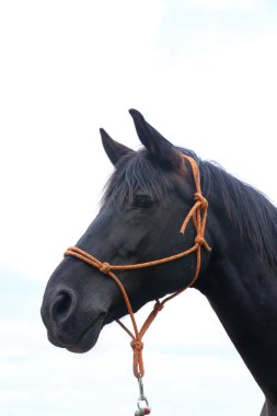 Beyaz arka planda siyah aygır kafası izole edilmiş. Genç safkan bir atın kafasından vurulmuş. Beyaz arka planda izole edilmiş bir at portresi