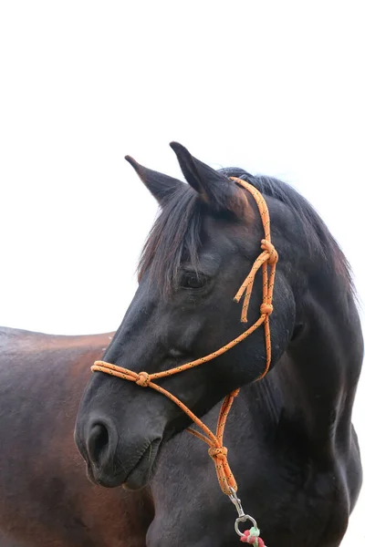 被白色背景隔离的黑色种马头 在一匹年轻的纯种马的近前镜头 独立于白色背景的鞍马肖像 — 图库照片