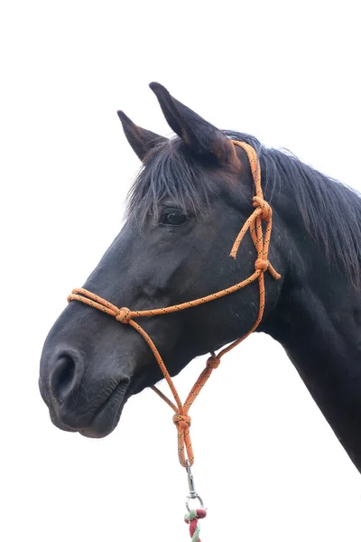 白い背景に黒い頭が隔離されている 若いサラブレッドの馬の近くで頭を撃たれた 白地に孤立した鞍馬の肖像 — ストック写真