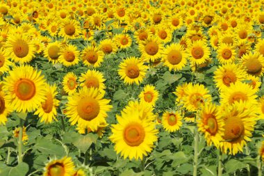 Ayçiçeği tarlası. Güneşe karşı ayçiçekleri. Ayçiçeği otlağından manzara. Çevre dostu doğal ayçiçeği yağı üretir.