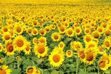 Ayçiçeği tarlası. Güneşe karşı ayçiçekleri. Ayçiçeği otlağından manzara. Çevre dostu doğal ayçiçeği yağı üretir.