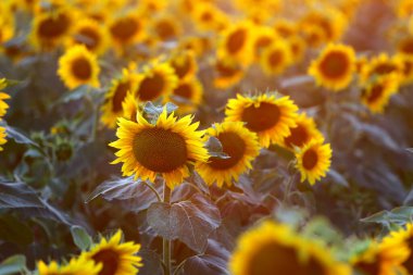 Gün batımında ayçiçeği tarlası. Doğa geçmişi. Ayçiçeği çayırı. Alacakaranlık çiçeği. Doğanın arka planı. Çevreye dost doğal ayçiçeği üretir.