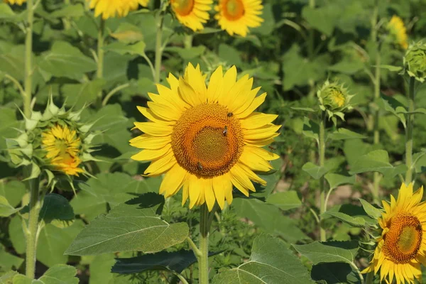 Field Sunflowers Sunflowers Sun Landscape Sunflower Meadow Produce Environmentally Friendly — Stock Photo, Image