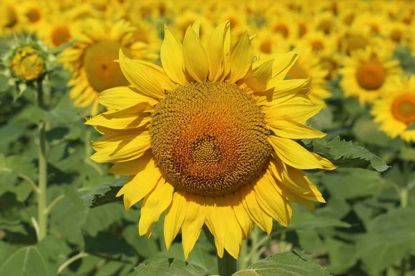 Field of sunflowers.Sunflowers against the Sun. Landscape from a sunflower meadow. Produce environmentally friendly natural sunflower oil