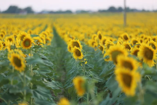 Field of sunflowers.Sunflowers against the Sun. Landscape from a sunflower meadow. Produce environmentally friendly natural sunflower oil