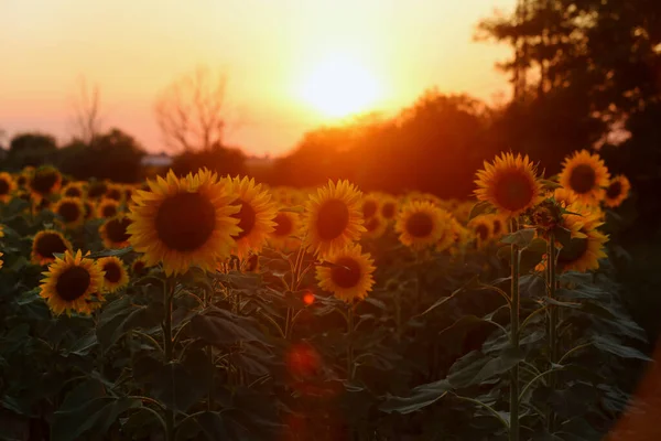 Solrosfält Solnedgången Naturbakgrund Solrosornas Äng Blomsterskymning Natur Bakgrund Utomhus Producera — Stockfoto