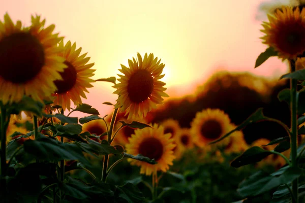 Slunečnicové Pole Západu Slunce Přírodní Pozadí Slunečnicová Louka Květinový Soumrak — Stock fotografie
