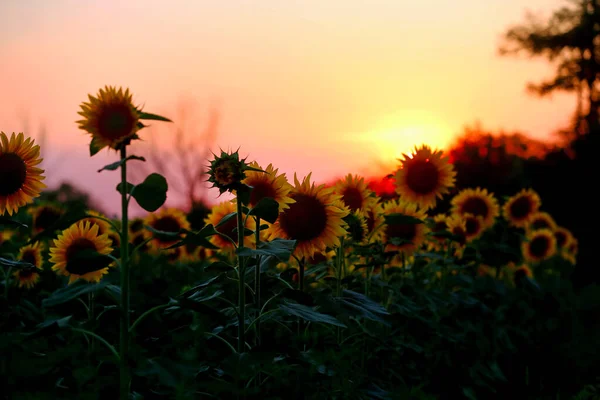 Sonnenblumenfeld Sonnenuntergang Natur Hintergrund Sonnenblumenwiese Blütendämmerung Natur Freien Umweltfreundliches Natürliches — Stockfoto