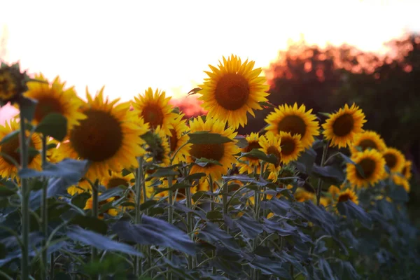 Campo Girassol Pôr Sol Fundo Natureza Prado Girassóis Crepúsculo Flores — Fotografia de Stock