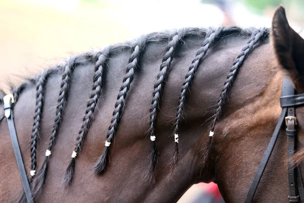 Pletené Hřívy Drezúru Splétání Poskytuje Esteticky Přitažlivý Vzhled Drezurního Koně — Stock fotografie