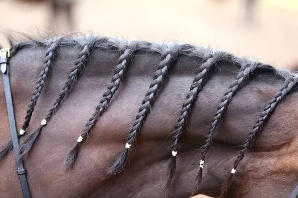 Gevlochten Paardenmanen Bay Gekleurde Paard Met Zwarte Manen Met Vlechten — Stockfoto