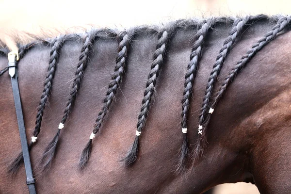 Braided Horse Mane Bay Colored Horse Black Mane Braids — Stock Photo, Image