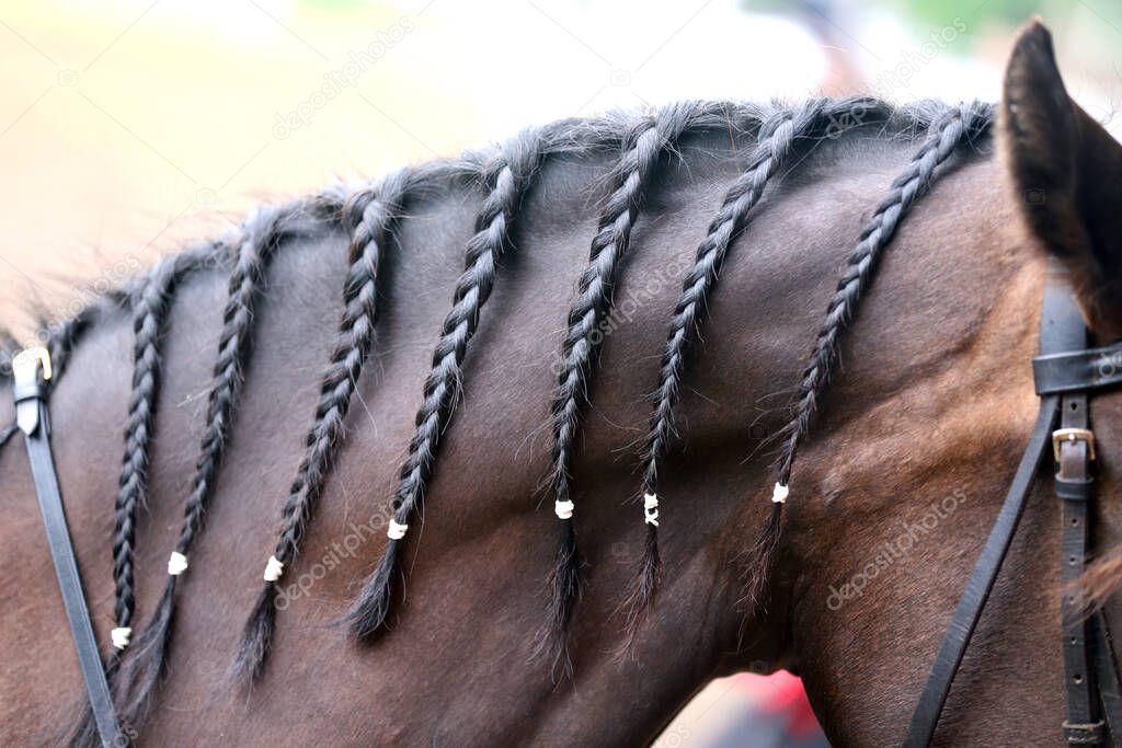 Braided mane for dressage. Braiding provides an aesthetically appealing look for a dressage horse