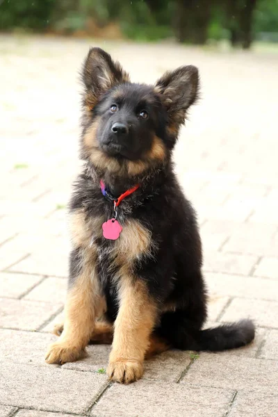 黒と黄褐色のドイツの羊飼いの子犬の肖像画 — ストック写真