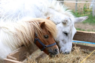 Yaz ağılında saman yiyen midilli atı yemek için hazırlanan samanların arasında.