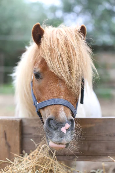 Pony Horse Eating Hooi Zomer Kraal Tussen Het Hooi Dat — Stockfoto