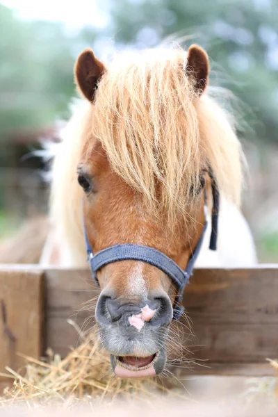 Pony Frisst Heu Sommergehege Zwischen Dem Heu Das Zum Fressen — Stockfoto