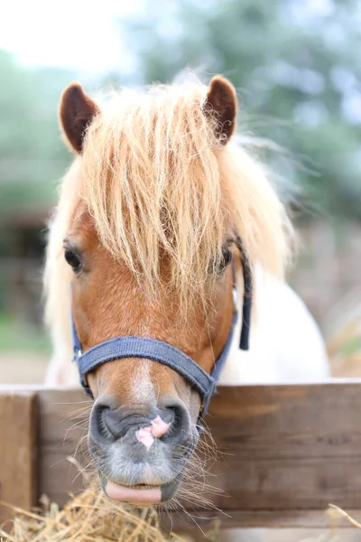 Cavalo Pônei Comendo Feno Curral Verão Entre Feno Que Foi — Fotografia de Stock