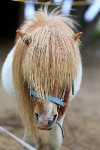Cavallo Pony Che Mangia Fieno Nel Recinto Estivo Tra Fieno — Foto Stock