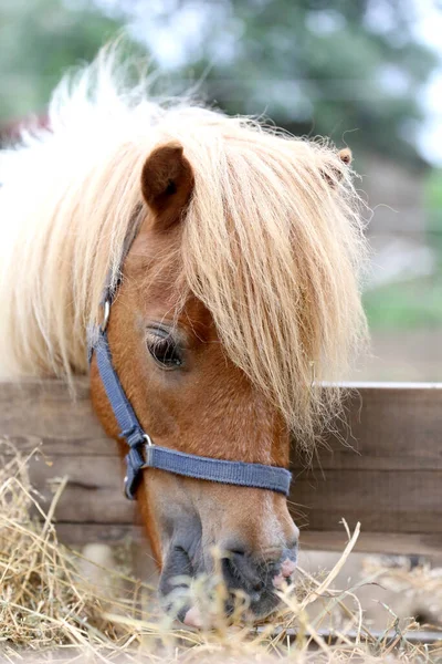 Cavalo Pônei Comendo Feno Curral Verão Entre Feno Que Foi — Fotografia de Stock