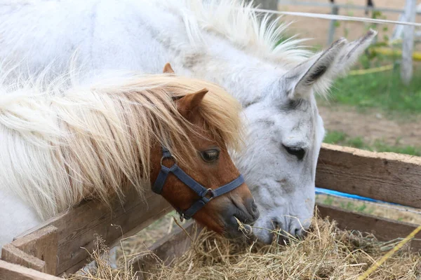 Pony Frisst Heu Sommergehege Zwischen Dem Heu Das Zum Fressen — Stockfoto