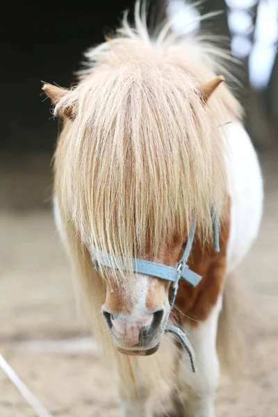 Pony Caballo Caminar Solo Corral Verano Entre Heno Que Dispuesto — Foto de Stock