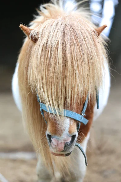 Ponyritt Spaziert Allein Sommergehege Zwischen Dem Heu Das Zum Fressen — Stockfoto