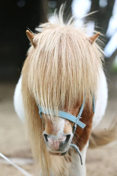 Cavallo Pony Camminare Solo Nel Recinto Estivo Tra Fieno Che — Foto Stock