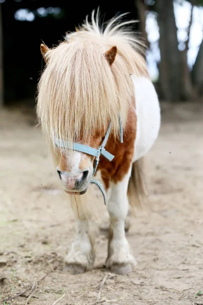 Cavallo Pony Camminare Solo Nel Recinto Estivo Tra Fieno Che — Foto Stock