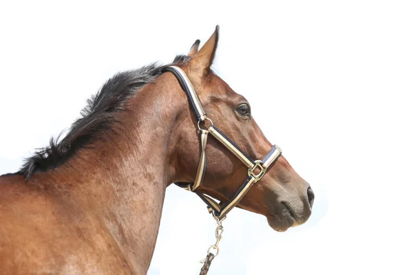 Portrait Latéral Beau Cheval Selle Sur Fond Blanc — Photo