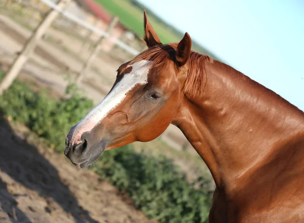 青空の下で夏のパドックでサラブレッドの栗色の馬の肖像画頭ショット — ストック写真