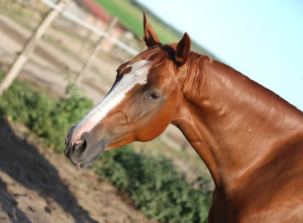 Porträtt Huvud Skott Fullblod Kastanj Färgad Häst Sommar Paddock Blå — Stockfoto