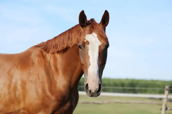 Hoofd Van Een Jonge Bruine Merrie Kraal Smmertime Natuurlijke Achtergrond — Stockfoto