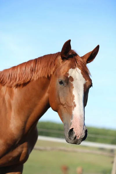 Head Young Brown Mare Corral Smmertime Natural Background — Stock Photo, Image