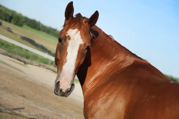 Head Young Brown Mare Corral Smmertime Natural Background — Stock Photo, Image