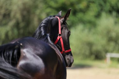 Genç safkan siyah eyer atının yakın çekimi. 