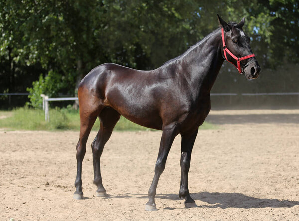 Closeup of young purebred  black colored saddle horse 