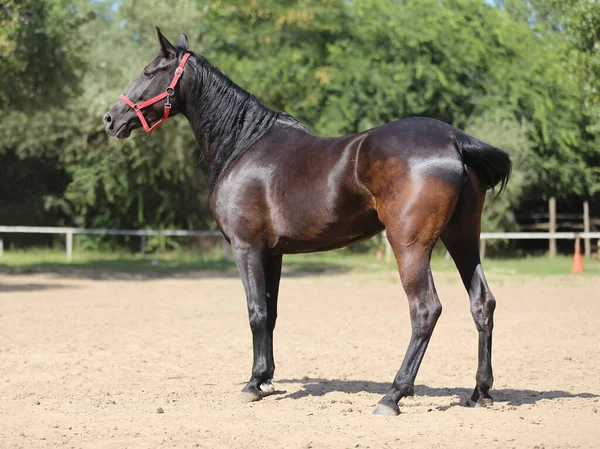 Close Van Jonge Raszuivere Zwart Gekleurde Zadel Paard — Stockfoto