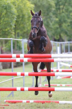 Genç safkan at, üreme yarışına atlıyor. 