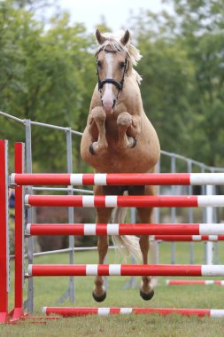 Genç safkan at, üreme yarışına atlıyor. 